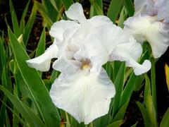 Kosatec německý 'Glacier' - Iris barbata-elatior 'Glacier'