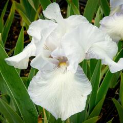 Kosatec německý 'Glacier' - Iris barbata-elatior 'Glacier'
