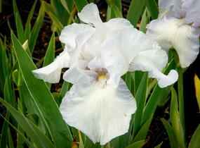 Kosatec německý 'Glacier' - Iris barbata-elatior 'Glacier'