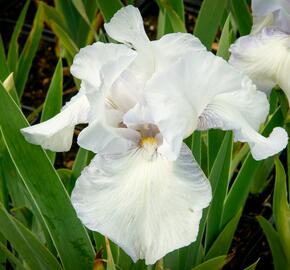 Kosatec německý 'Glacier' - Iris barbata-elatior 'Glacier'