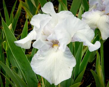 Kosatec německý 'Glacier'