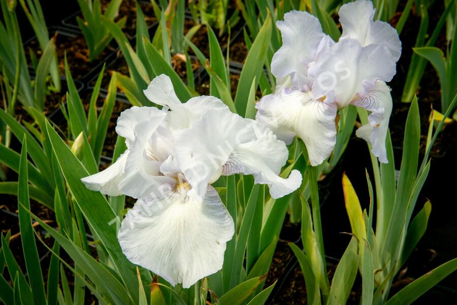 Kosatec německý 'Glacier' - Iris barbata-elatior 'Glacier'