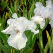 Kosatec německý 'Glacier' - Iris barbata-elatior 'Glacier'