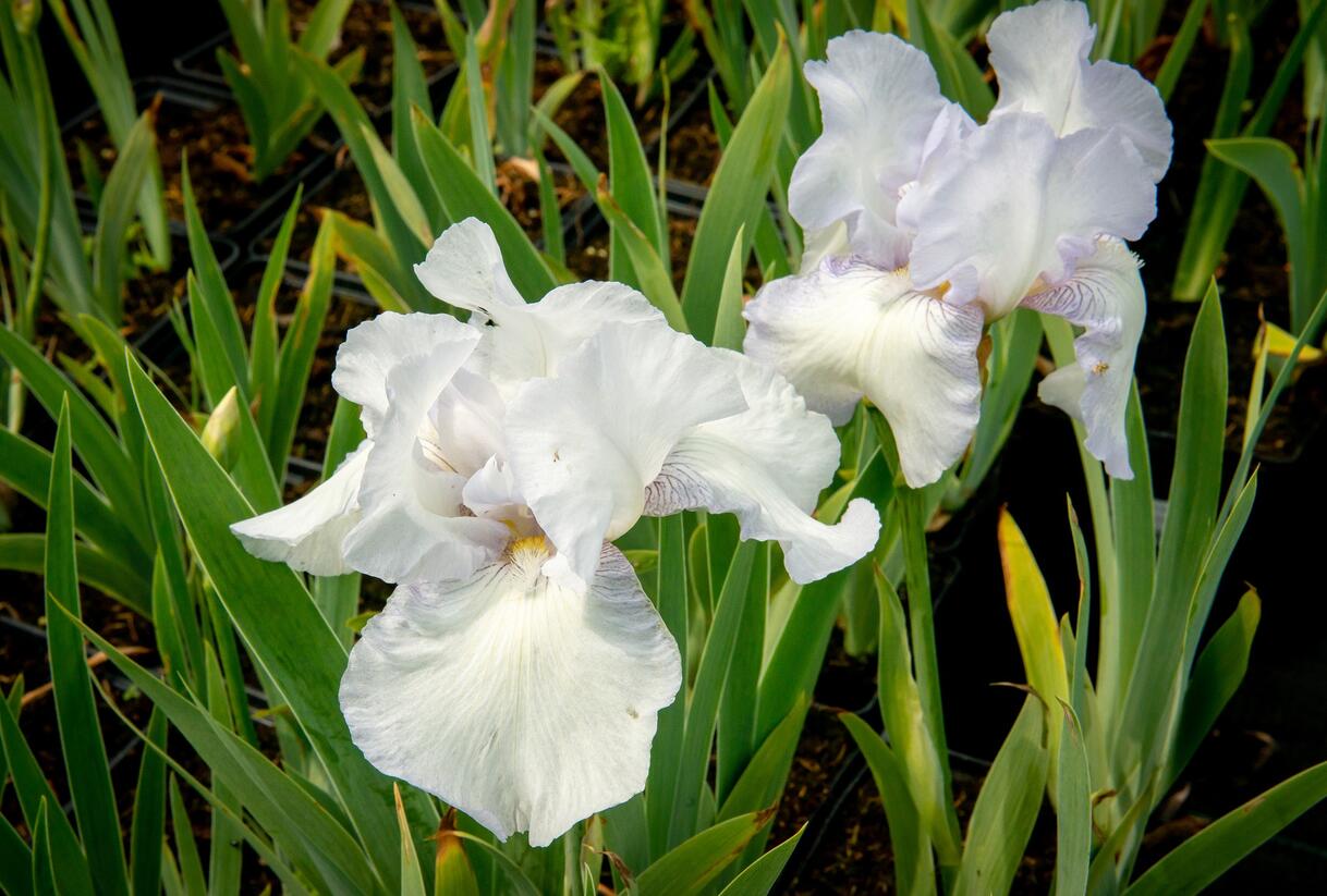 Kosatec německý 'Glacier' - Iris barbata-elatior 'Glacier'