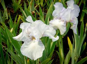 Kosatec německý 'Glacier' - Iris barbata-elatior 'Glacier'