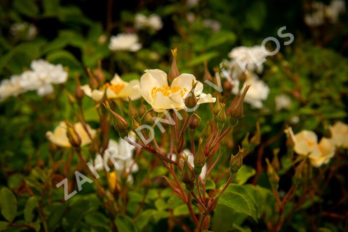 Růže pnoucí 'Wedding Day' - Rosa PN 'Wedding Day'