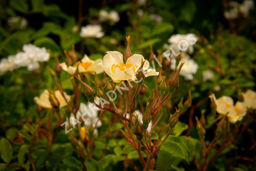 Růže pnoucí 'Wedding Day' - Rosa PN 'Wedding Day'
