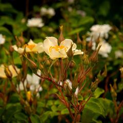 Růže pnoucí 'Wedding Day' - Rosa PN 'Wedding Day'