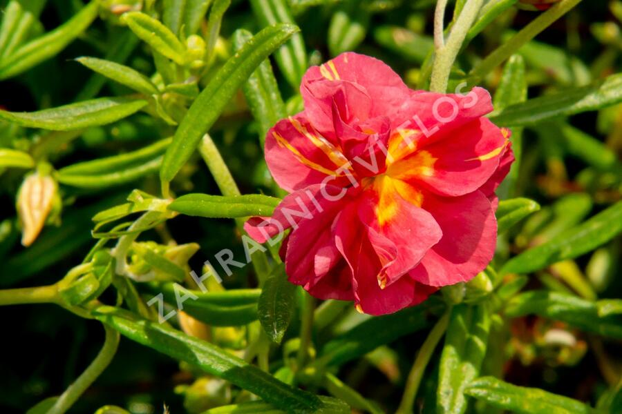 Devaterník 'Cerise Queen' - Helianthemum 'Cerise Queen'
