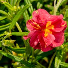 Devaterník 'Cerise Queen' - Helianthemum 'Cerise Queen'