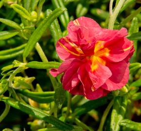 Devaterník 'Cerise Queen' - Helianthemum 'Cerise Queen'