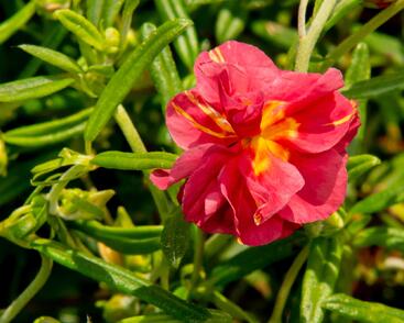 Devaterník 'Cerise Queen'