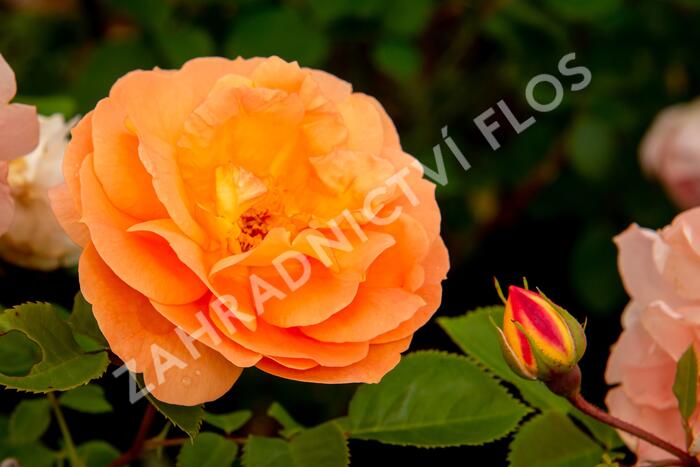 Růže mnohokvětá Kordes 'Schöne vom See' - Rosa MK 'Schöne vom See'