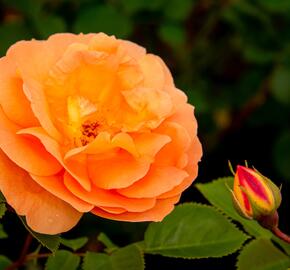 Růže mnohokvětá Kordes 'Schöne vom See' - Rosa MK 'Schöne vom See'