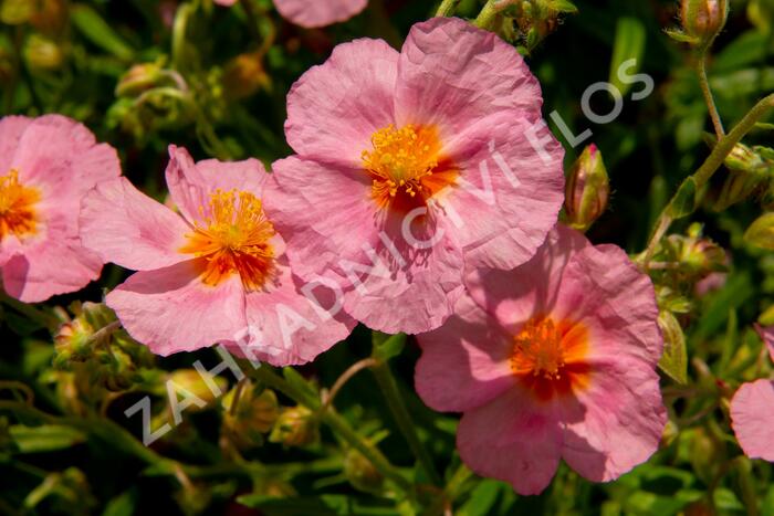 Devaterník 'Lawrenson's Pink' - Helianthemum 'Lawrenson's Pink'