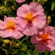 Devaterník 'Lawrenson's Pink' - Helianthemum 'Lawrenson's Pink'