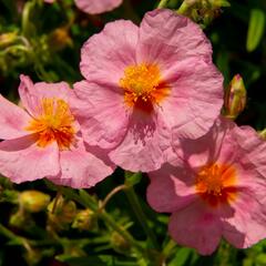 Devaterník 'Lawrenson's Pink' - Helianthemum 'Lawrenson's Pink'