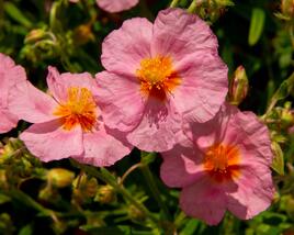 Devaterník 'Lawrenson's Pink'