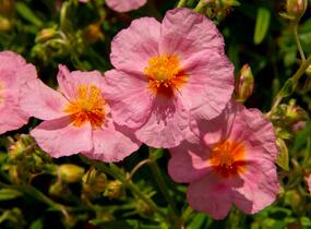 Devaterník 'Lawrenson's Pink' - Helianthemum 'Lawrenson's Pink'