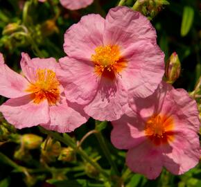 Devaterník 'Lawrenson's Pink' - Helianthemum 'Lawrenson's Pink'