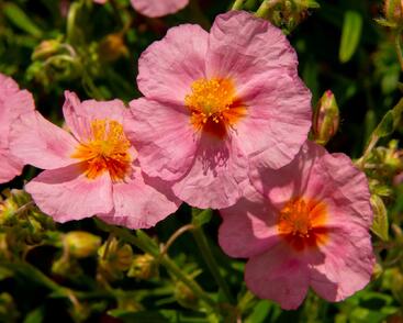 Devaterník 'Lawrenson's Pink'