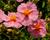 Devaterník 'Lawrenson's Pink'