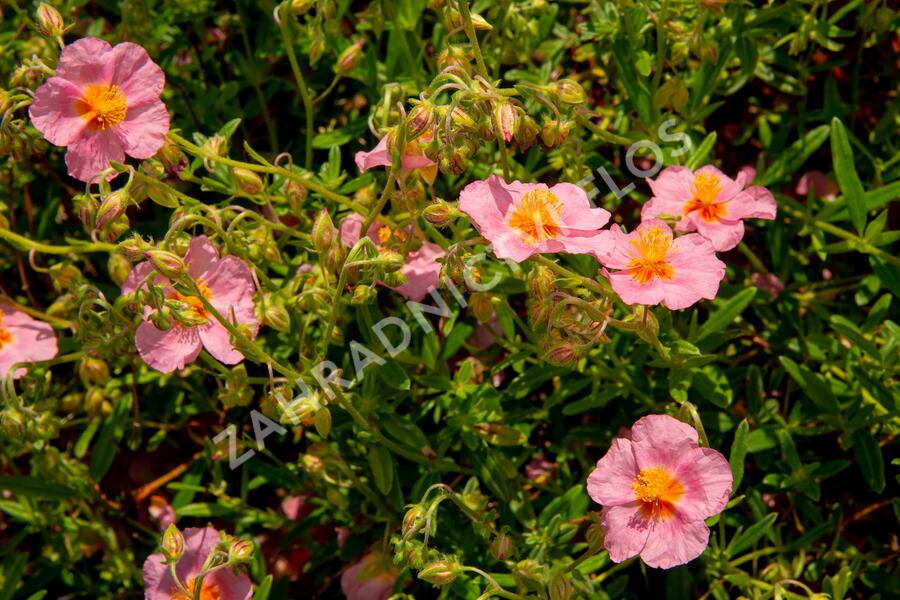 Devaterník 'Lawrenson's Pink' - Helianthemum 'Lawrenson's Pink'