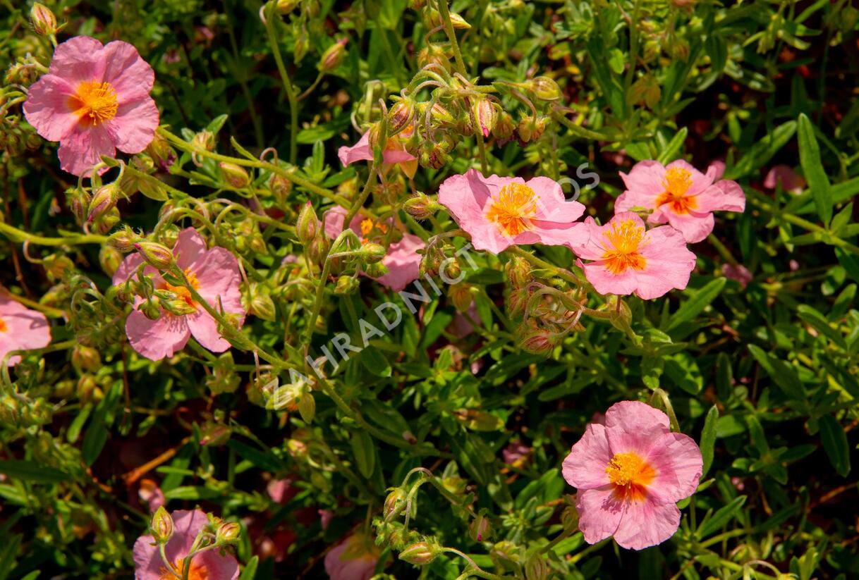 Devaterník 'Lawrenson's Pink' - Helianthemum 'Lawrenson's Pink'
