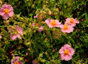 Devaterník 'Lawrenson's Pink' - Helianthemum 'Lawrenson's Pink'