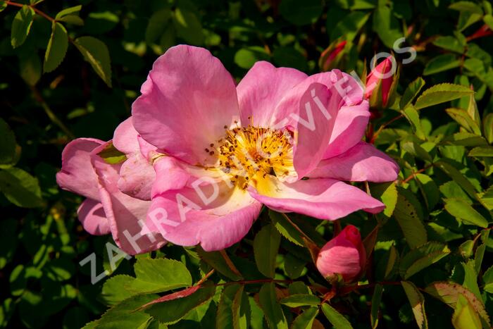 Růže parková 'Marguerite Hilling' - Rosa S 'Marguerite Hilling'