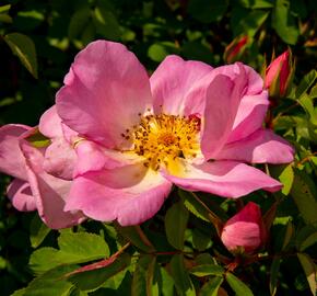 Růže parková 'Marguerite Hilling' - Rosa S 'Marguerite Hilling'