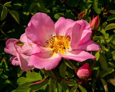 Růže parková 'Marguerite Hilling'