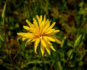 Černý kořen, hadí mord