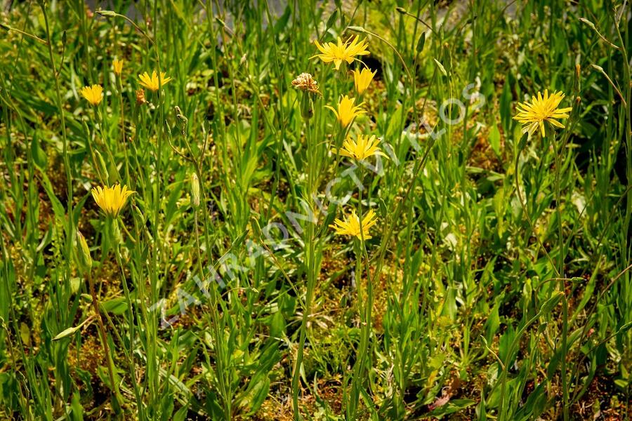 Hadí mord španělský (Černý kořen) - Scorzonera hispanica