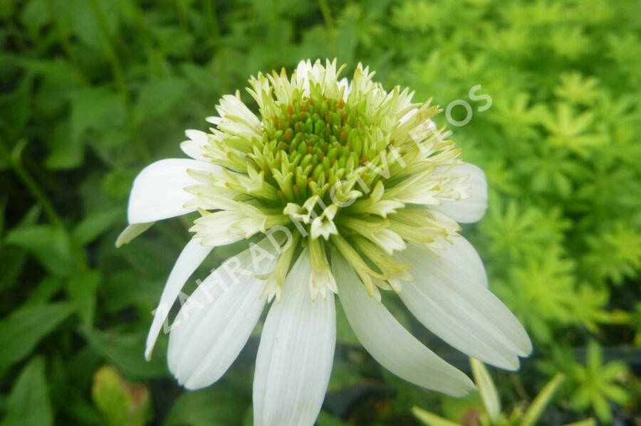 Třapatkovka nachová 'Milkshake' - Echinacea purpurea 'Milkshake'