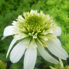 Třapatkovka nachová 'Milkshake' - Echinacea purpurea 'Milkshake'