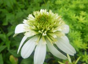 Třapatkovka nachová 'Milkshake' - Echinacea purpurea 'Milkshake'