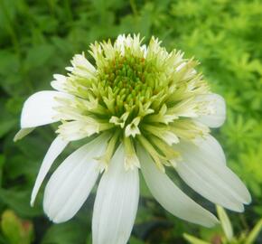 Třapatkovka nachová 'Milkshake' - Echinacea purpurea 'Milkshake'