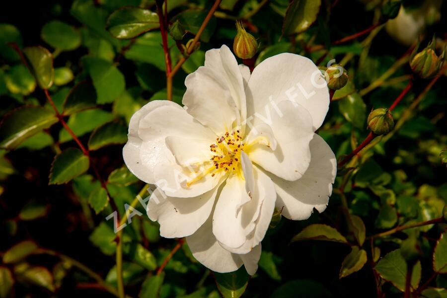 Růže mnohokvětá Tantau 'Schneekönigin' - Rosa MK 'Schneekönigin'