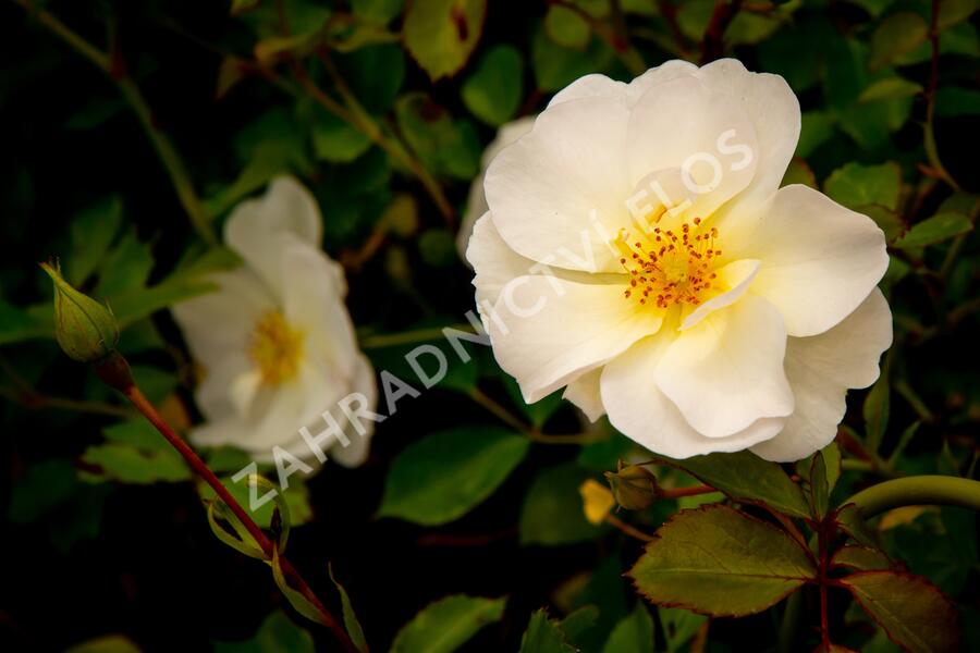 Růže mnohokvětá Tantau 'Schneekönigin' - Rosa MK 'Schneekönigin'