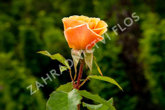 Růže mnohokvětá Kordes 'Sweet Honey' - Rosa MK 'Sweet Honey'