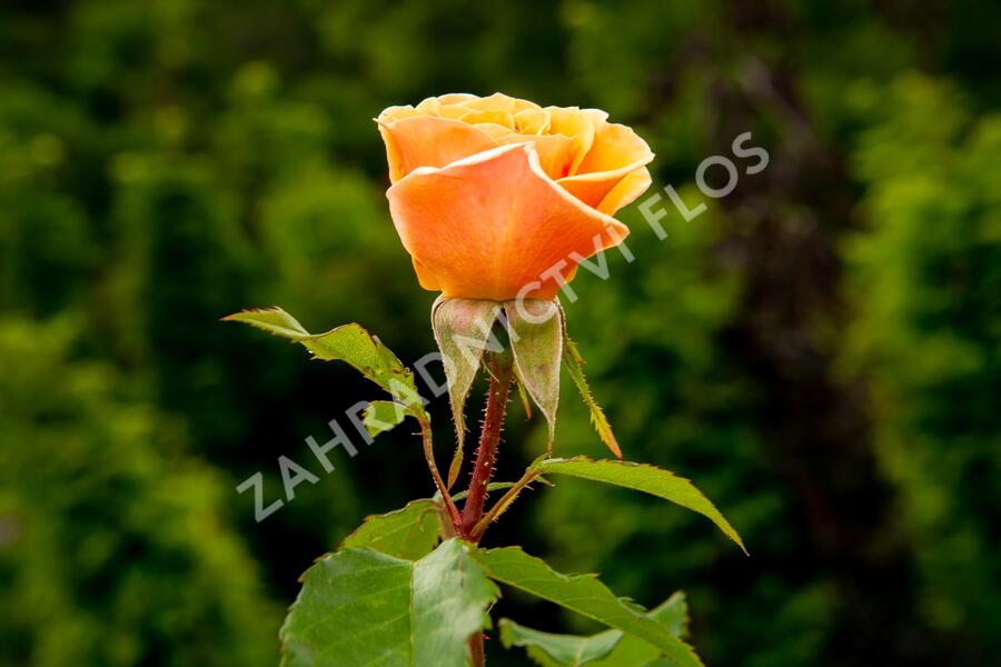 Růže mnohokvětá Kordes 'Sweet Honey' - Rosa MK 'Sweet Honey'
