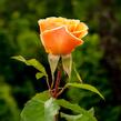 Růže mnohokvětá Kordes 'Sweet Honey' - Rosa MK 'Sweet Honey'
