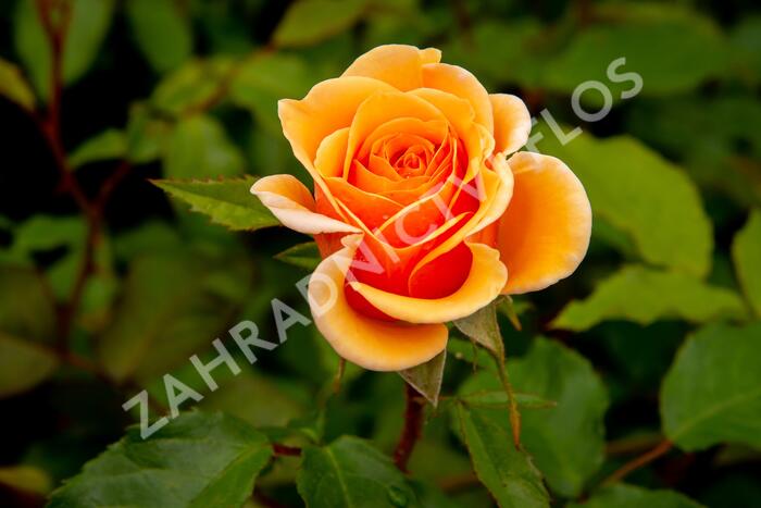 Růže mnohokvětá Kordes 'Sweet Honey' - Rosa MK 'Sweet Honey'