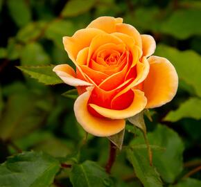 Růže mnohokvětá Kordes 'Sweet Honey' - Rosa MK 'Sweet Honey'