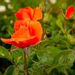Růže pnoucí 'Newsflash' - Rosa PN 'Newsflash'