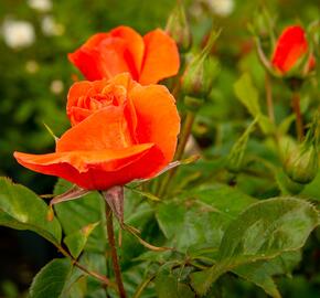 Růže pnoucí 'Newsflash' - Rosa PN 'Newsflash'