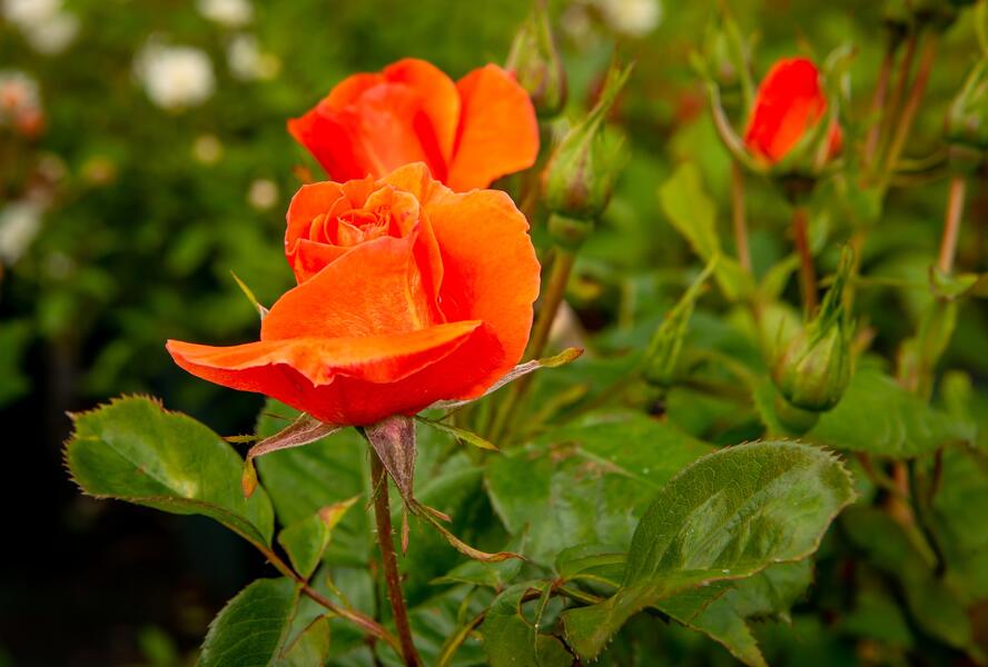 Růže pnoucí 'Newsflash' - Rosa PN 'Newsflash'