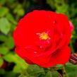 Růže mnohokvětá Meilland 'Rote Woge' - Rosa MK 'Rote Woge'