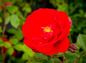 Růže mnohokvětá Meilland 'Rote Woge' - Rosa MK 'Rote Woge'